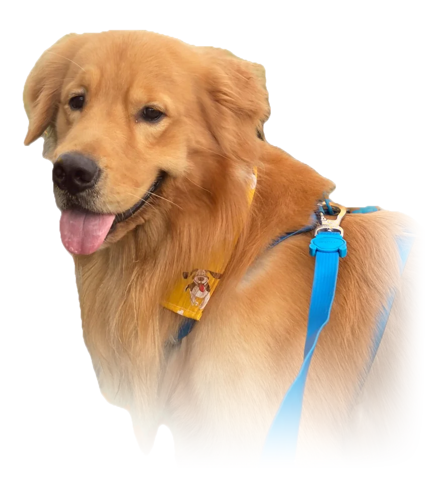 Otto, our golden retriever.